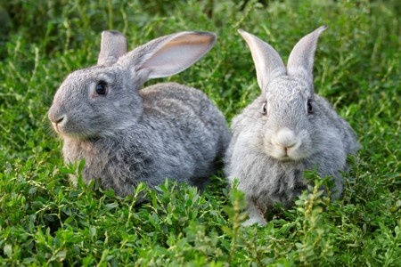 Con2 kaniner